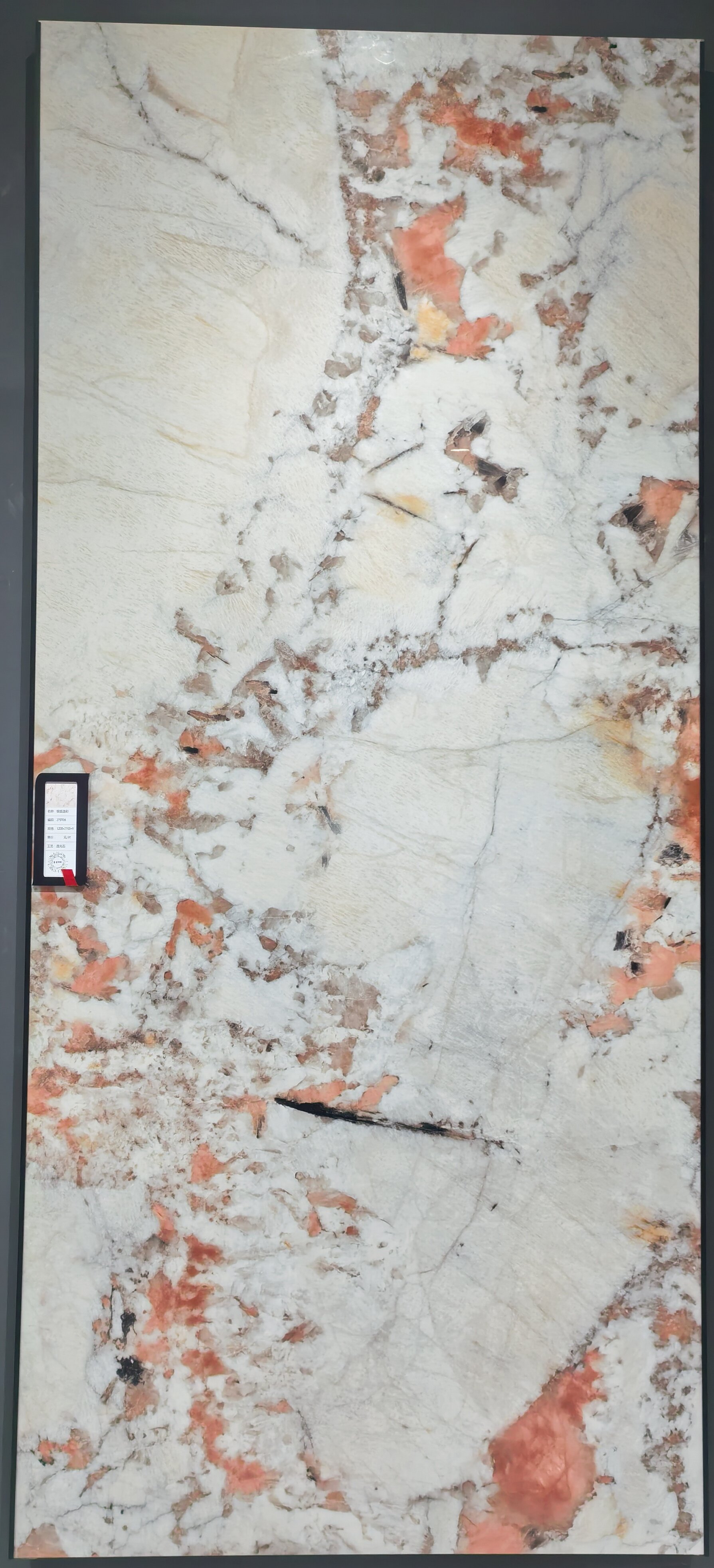 volpe argentata, sì 279T06 image 3