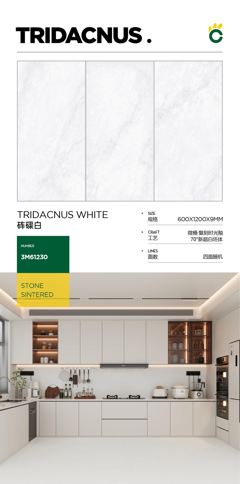 Tridacna weiß 3M61230 image 1