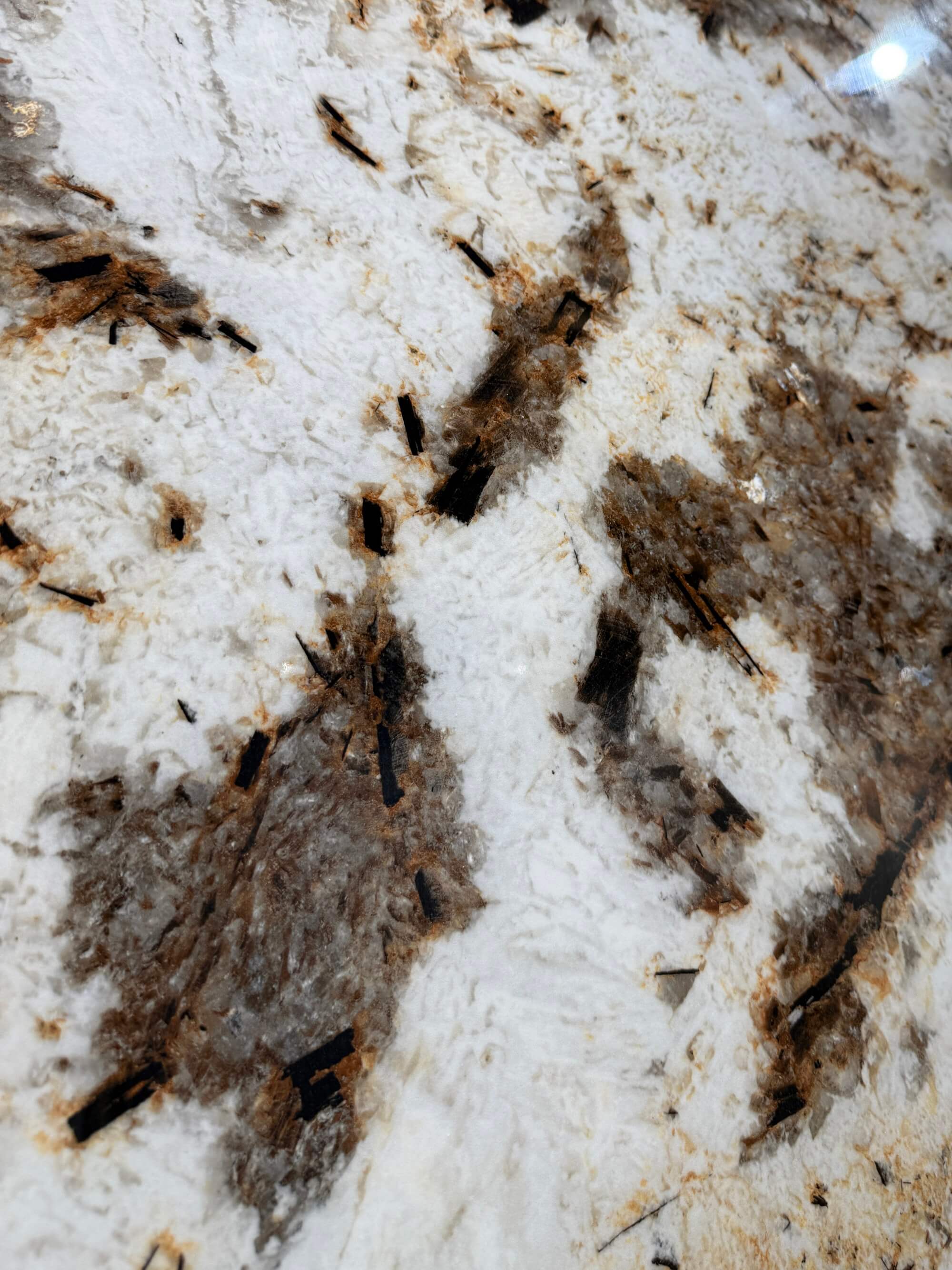 South American snow mountain silver fox BIGCC12329SS89L image 5