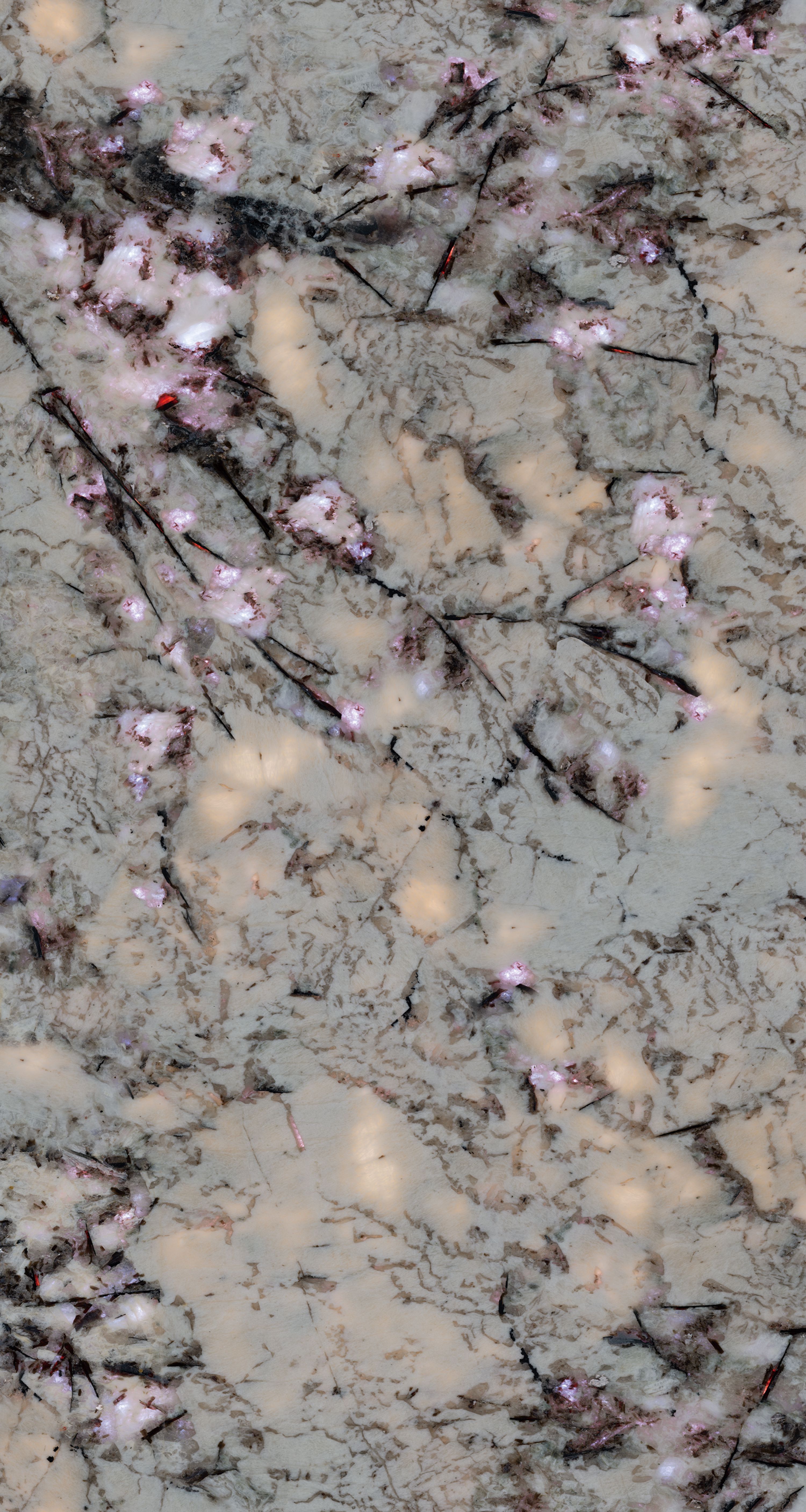 paon violet QZT1630910 image 2